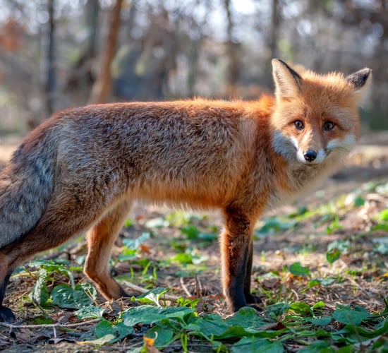 2 TDs oppose proposed bill to ban fox hunting
