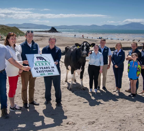 Kerry Holstein Friesian Breeders Club launches herds competition