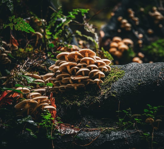 Photo competition to highlight benefits of trees and forests
