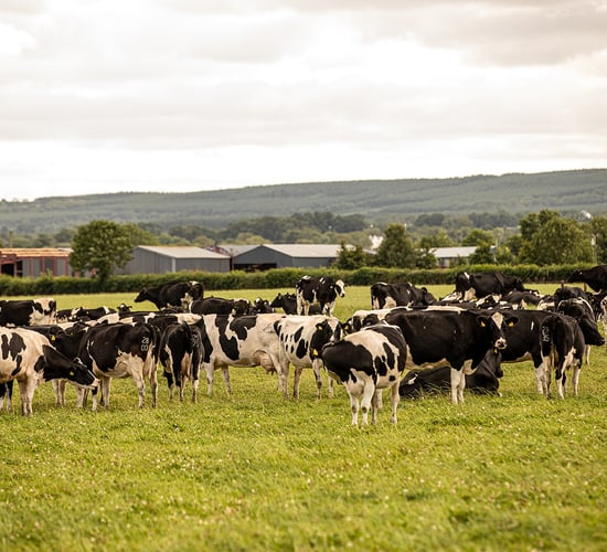 Sustainability-linked loans making an impact on Irish farms