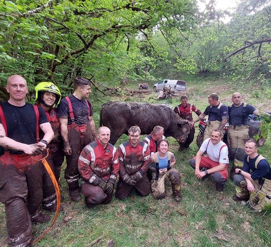 Fire services in Wales rescue 800kg bull stuck in bog