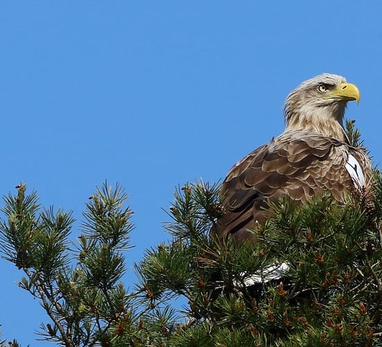 Investigation following suspected poisoning of eagle in Clare