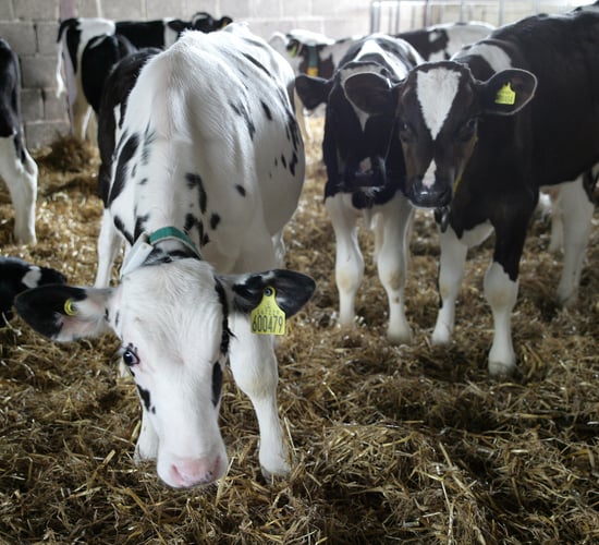4 out of 5 UK dairy farmers had cryptosporidiosis in herds