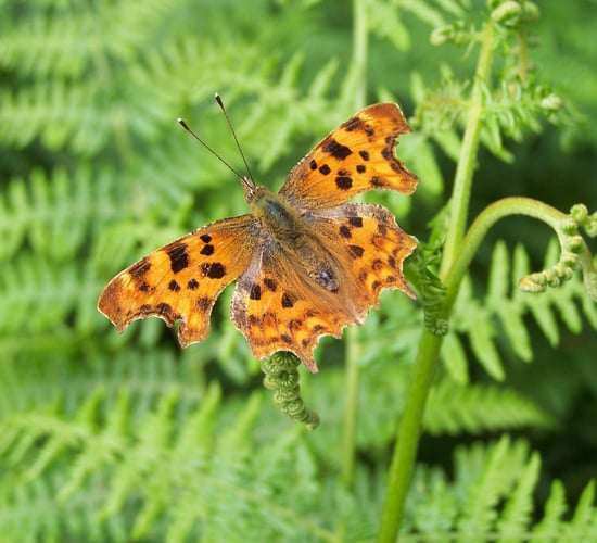 Minister launches books to support nature restoration