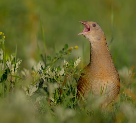 State purchases corncrake breeding site on Belmullet Peninsula