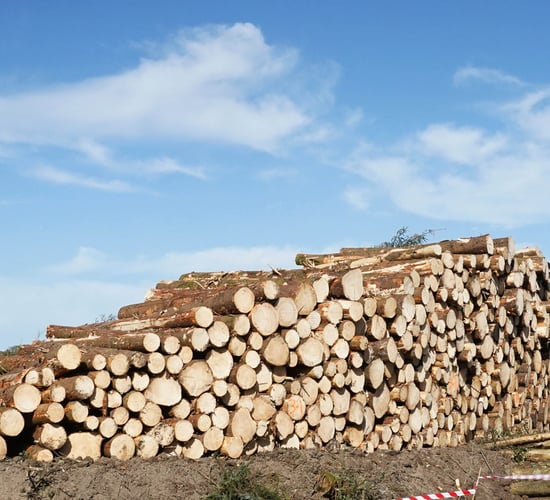 No timber glut yet but logistics a concern - Forest Windblow Taskforce