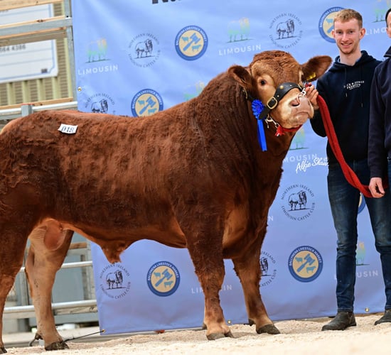 Limousin bulls average £5,225 at society sale in Ballymena