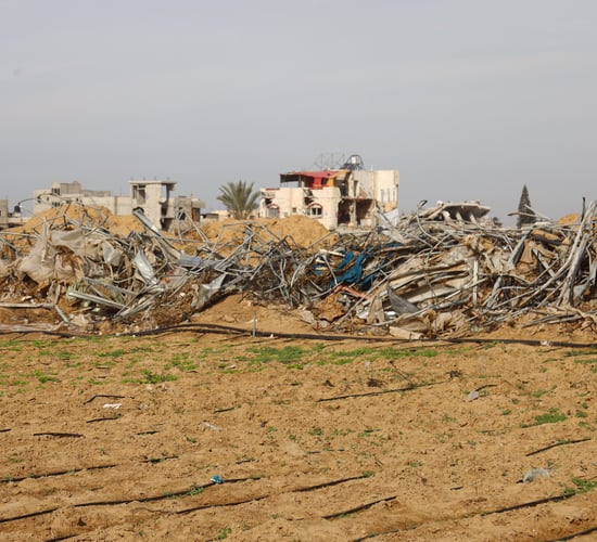 FAO: Less than 5% of cropland in Gaza available for cultivation