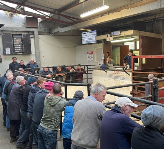 Mart trade: Cull cows reach €4,320 and 700kg bullocks clear €5/kg
