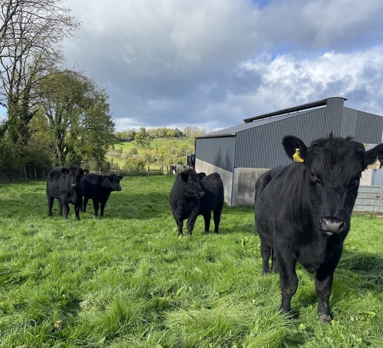 Agriland to launch new limited series The Beef Brief podcast
