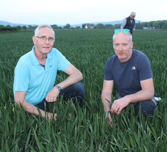 Winter wheat: The drive to prevent septoria is on