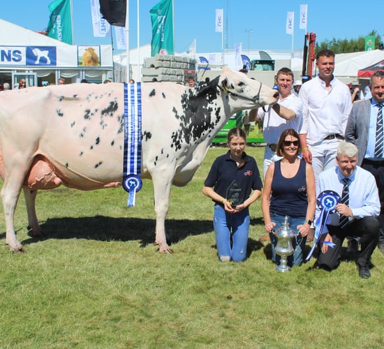 Annaghmore Fitz Atlee takes the plaudits on Balmoral Show Day 3
