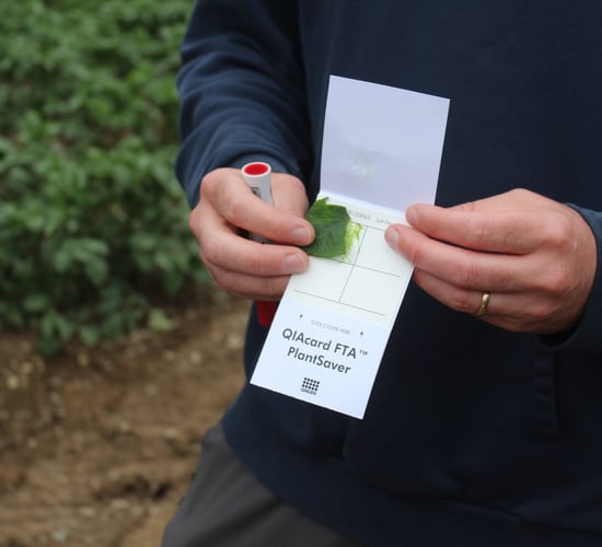 Specialists call on farmers to monitor for blight in Ireland