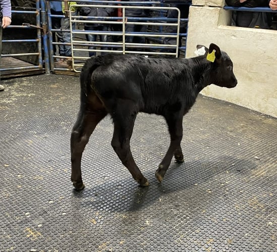 Angus bull calves see average price cross a record €400