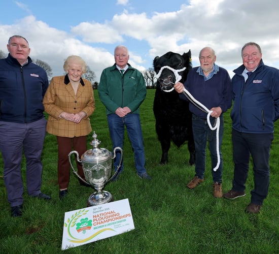 Irish Aberdeen Angus finals to take place at Ploughing 2025