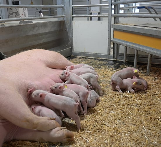 Rotating floor technology key to reducing pig house emissions