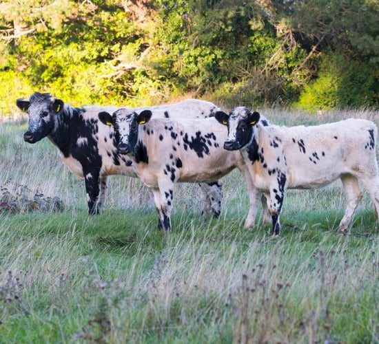 Over 2,000 farmers submit ACRES rare breed declarations - DAFM