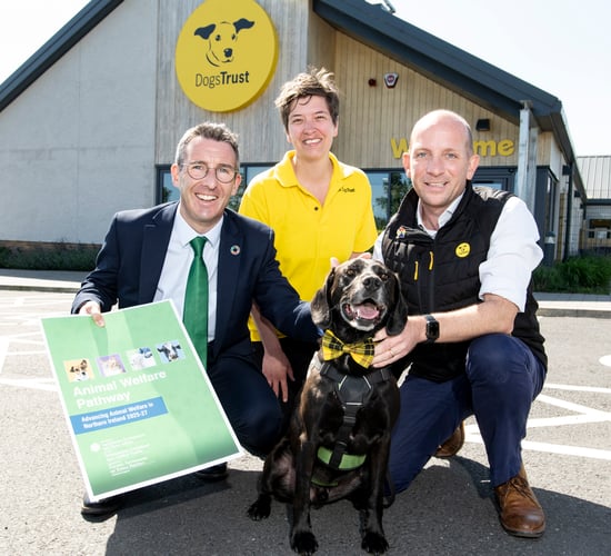 NI minister proposes 'radical' plan on animal welfare