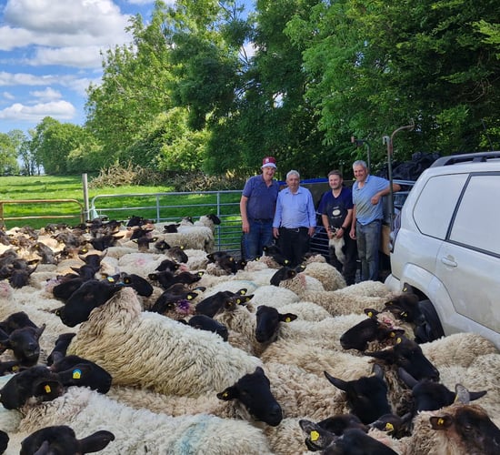 'Shear' entertainment expected at Co. Galway sheep festival