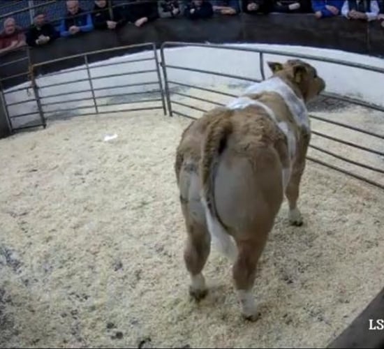 Mart trade: Up to €1,500 paid for suckler-bred calves