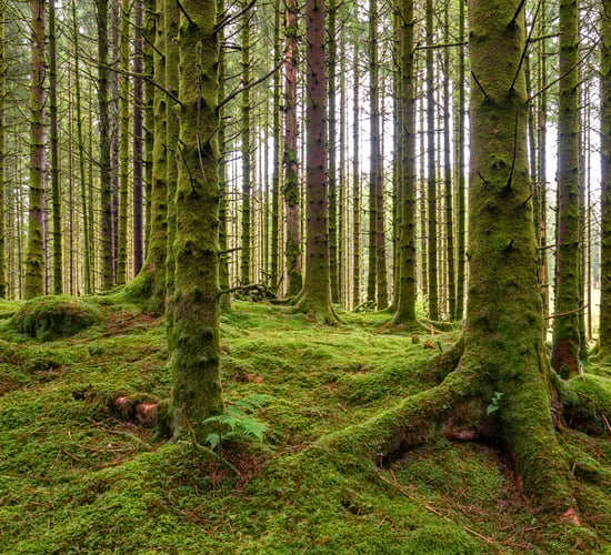 DAFM calls for proposals for forestry skills training