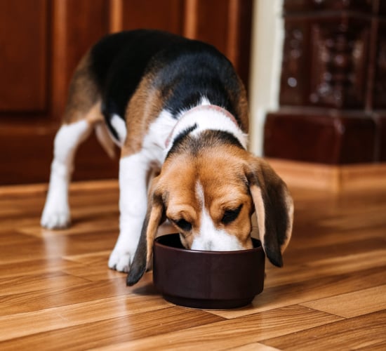 EU approves €60m state aid for Nestlé pet food plant in Italy