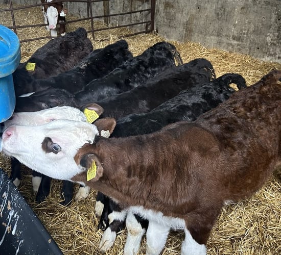 70% of Irish calves born in 2024 sired by a beef bull