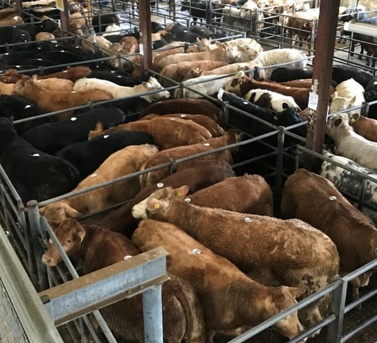 Mart report: Prices firm but numbers back at Balla Mart