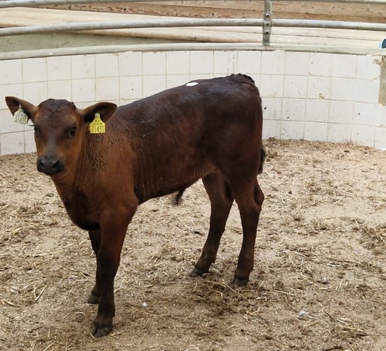 Sale of 100 beef calves now worth over €30,000 to dairy farmers