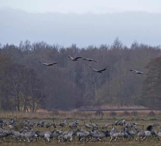 Free rewilding course aimed at farmers and policymakers