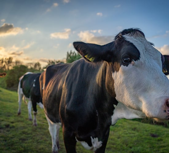 ICMSA president calls for 'solidarity' among European dairy farmers