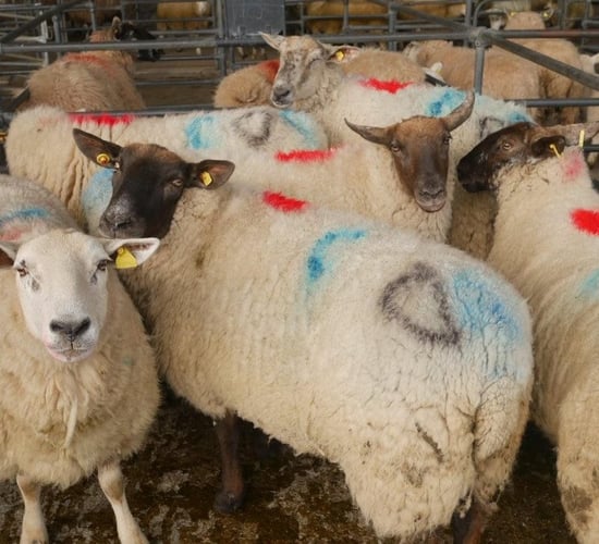 Sheep trade: Up to €6.00/kg available for cull ewes