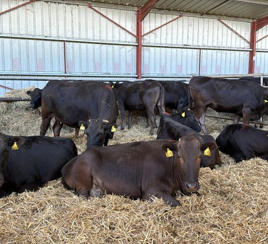 Kildare breeder sells Wagyu consignment to Portugal