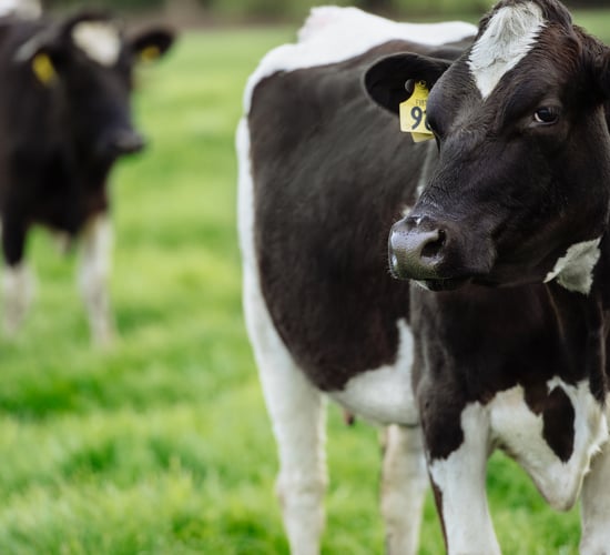 Fonterra backs effluent treatment system to lower on farm emissions