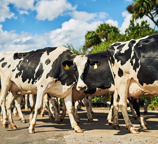CSO: Producer prices for dairy products jumped 22.0% in year to April