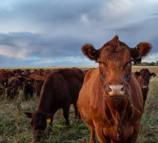 Initiative to improve livestock market transparency in Australia