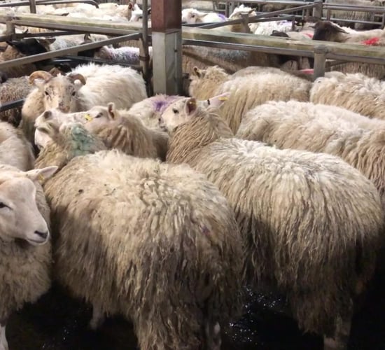 Sheep trade: Heavy ewe and hogget price cuts this week