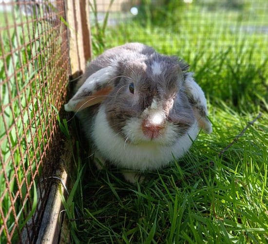 ISPCA calls on public to 'open hearts' and adopt a pet