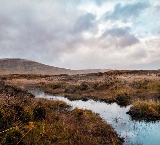 What is so special about bogland biodiversity?