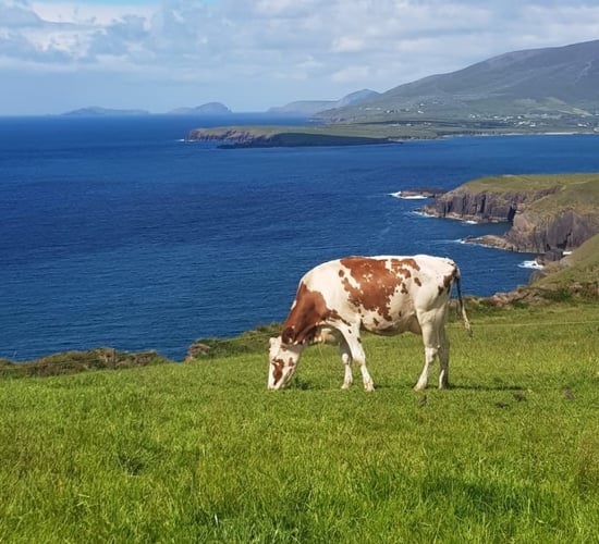 Opinion: Irish agriculture should take a lesson out of Schwarzenegger’s book