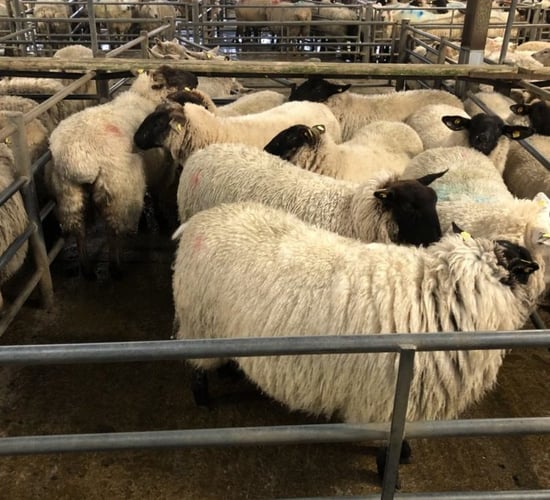 Sheep trade: 50c/kg cut sees hoggets fall below beef price