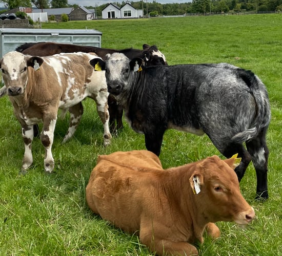 Table: Top 10 AI sires for autumn 2024 suckler births