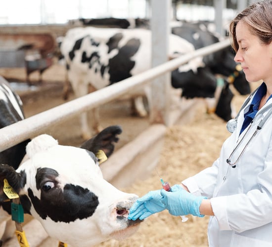 Report: Rural areas face large animal vet shortages