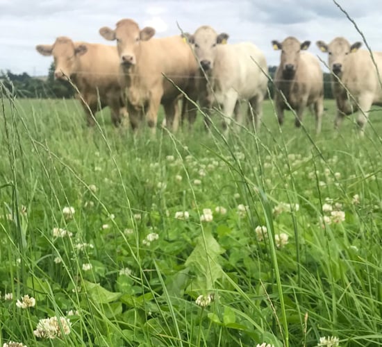 Watch out for bloat in your herd this summer