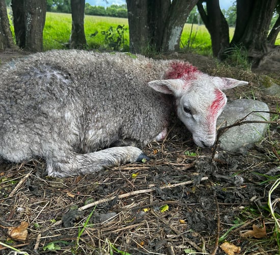 Graphic: Sheep killed in 'devastating' attack in Co. Kildare