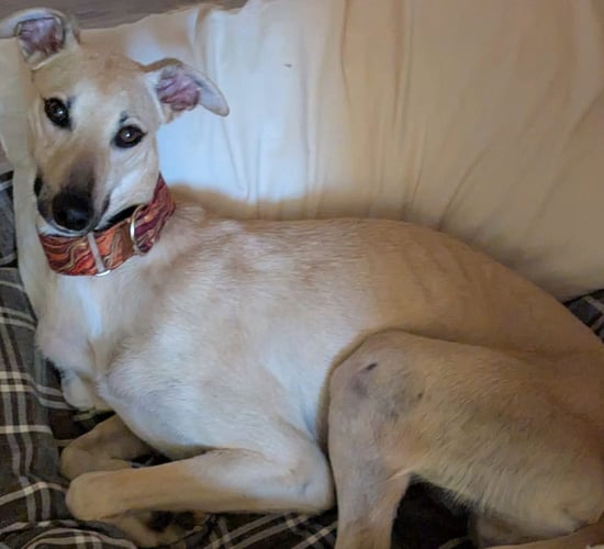 Injured lurcher rescued in Co. Waterford - ISPCA