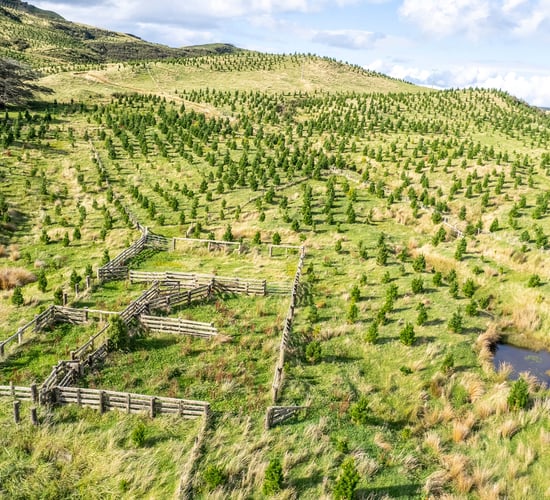 Another 40,000ha of NZ sheep and beef farms sold for forestry - report