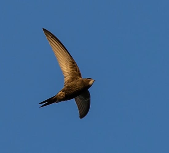 Swift numbers undergoing 'massive decline' - Birdwatch Ireland