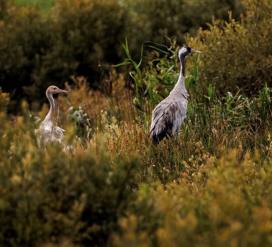 Breeding common cranes spotted in Co. Offaly bog