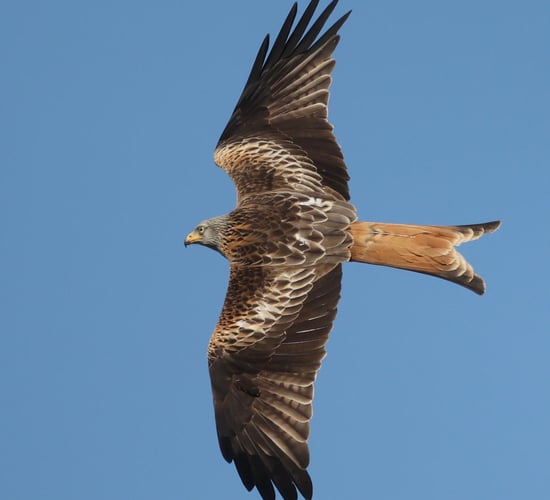 PSNI confirms red kite was fatally poisoned in NI